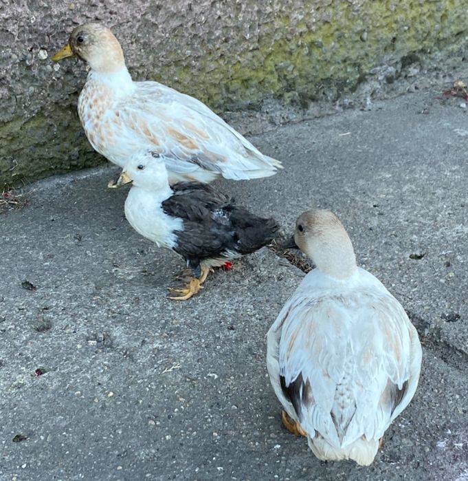 Call duck para kaczka kaczor