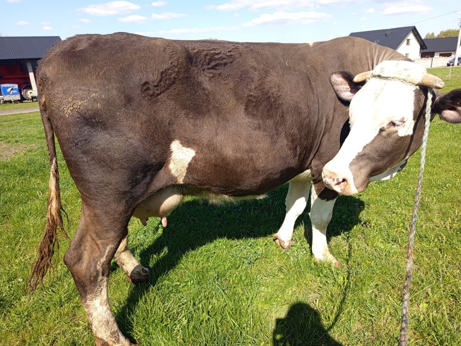 Krowa cielną 4 miesiące