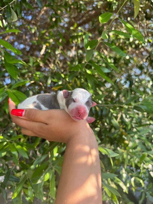 Caezinhos bebés raça American staff terrier