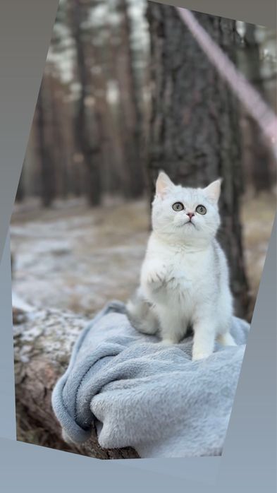 Дівчинка шотландська страйт прямовуха срібна шиншила