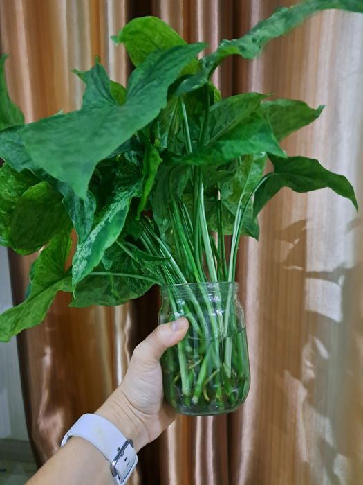 Віддам або обміняю живці сінгоніума Mojito