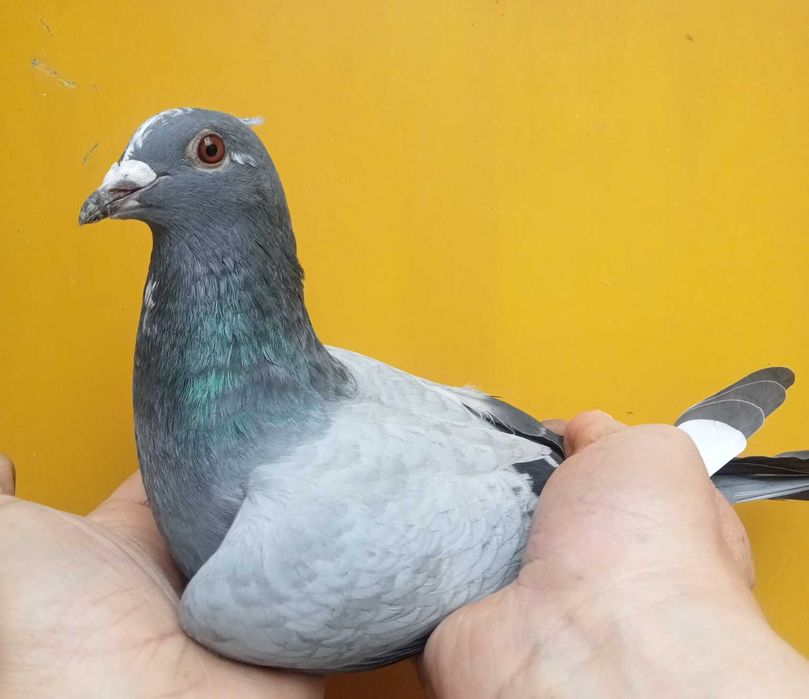 Lindo pombo correio de 2026