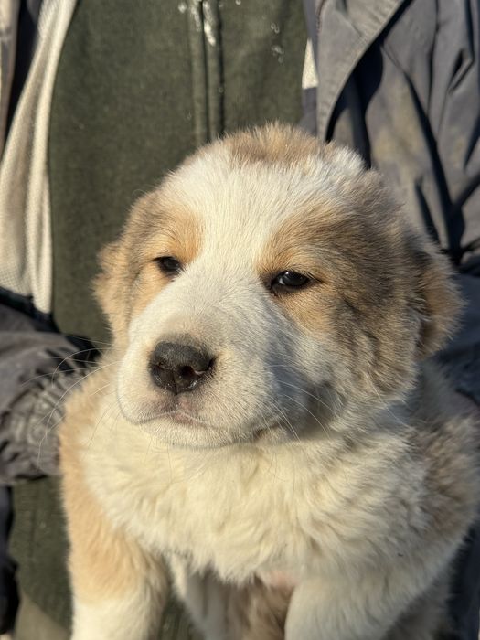 Цуценята алабая\середньоазіатська вівчарка