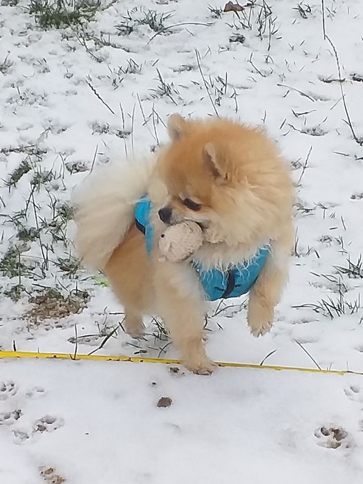 Кобель для вязки