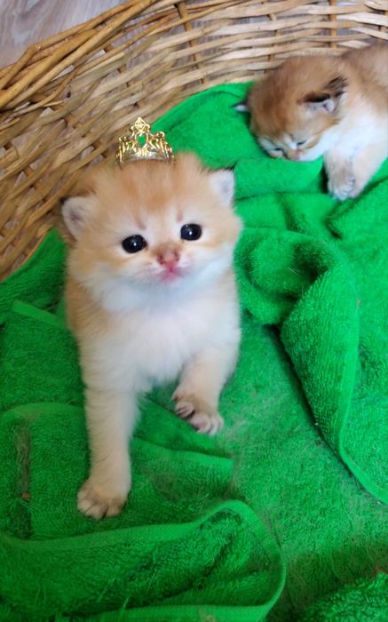 Ручные и очень ласковые малыши, котята золотая шиншилла
