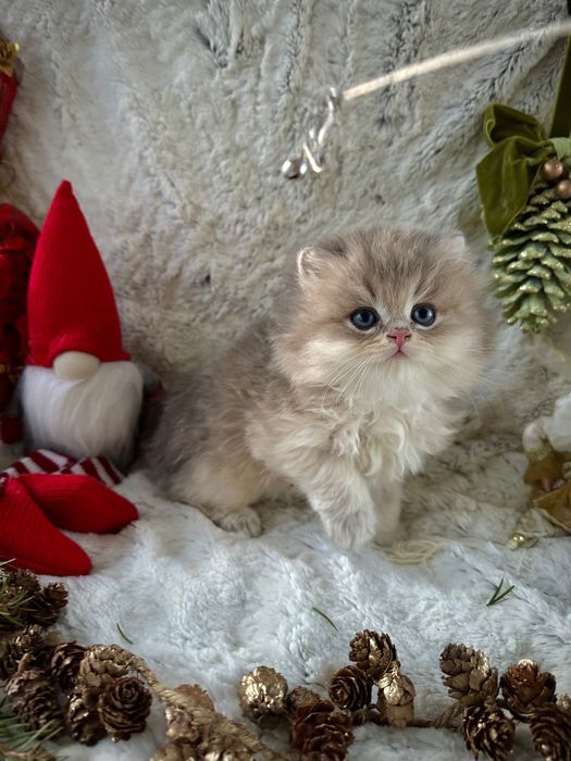 Золота блакитна шиншила кішечка голуба