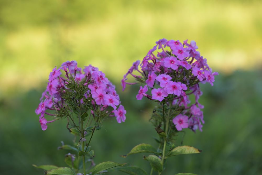 Sigma APO DG 70-200 1:2.8 II Macro HSM