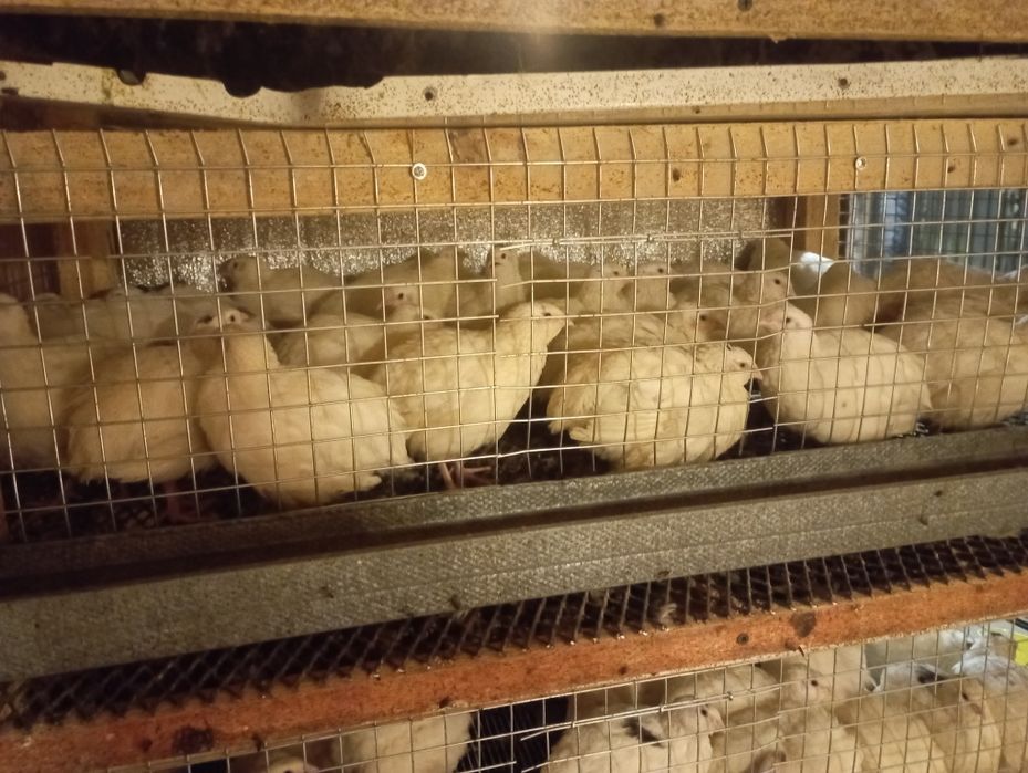 Перепела и перепелиные яйца