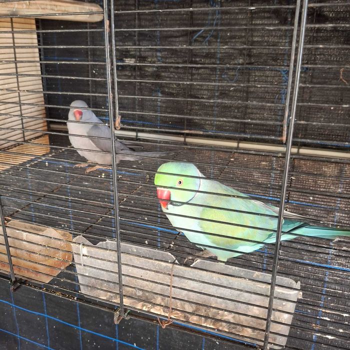 Tenho para ceder dois casais de ring neck