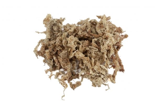 Musgo esfagno desidratado do Chile