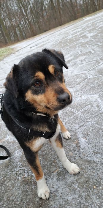 do adopcji pies REKS