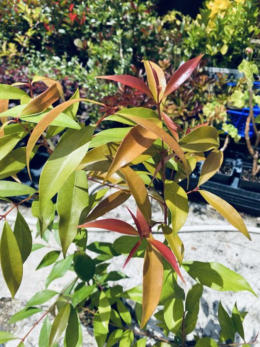 Eugenias cerca de 40cm