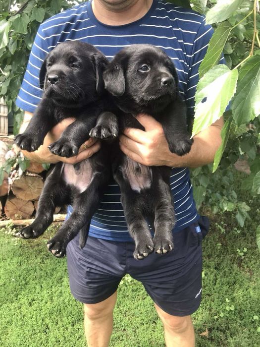 Продам цуценят Лабрадорів