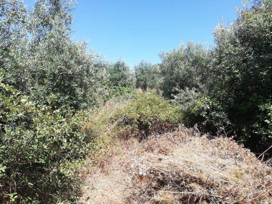 "Terreno Rústico à Venda – Tomar, em Santarém"