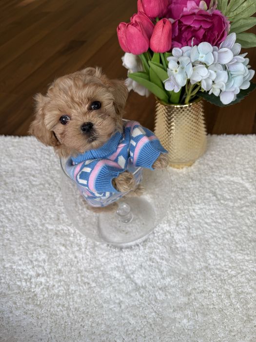 Наймиліші мальтипу