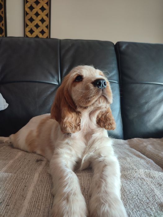 Cocker spaniel inglês