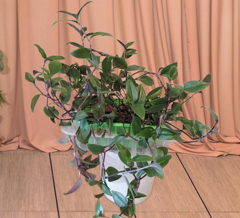 Комнатное растение-традесканция белоцветковая