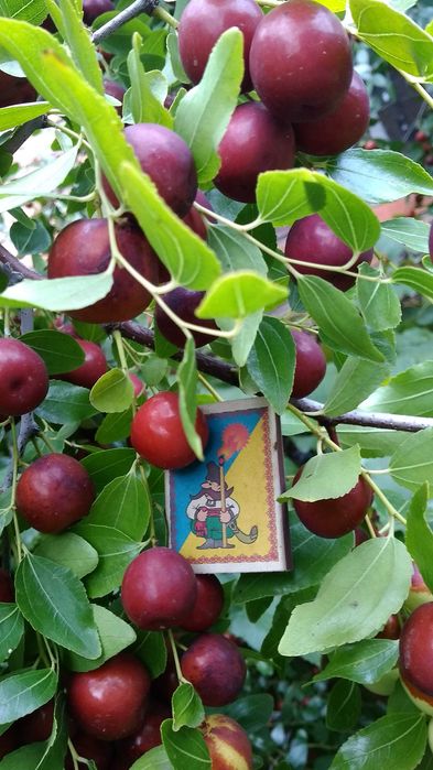 Зізіфус , плоди .  Кісточка має визрівше ядро , можна на  підщепу