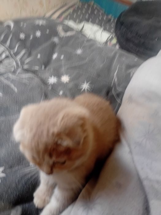 .продам шоилаео@яку 2.5 мксяца