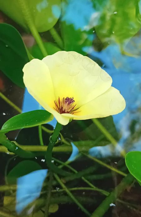 Disponíveis  plantas para lagos