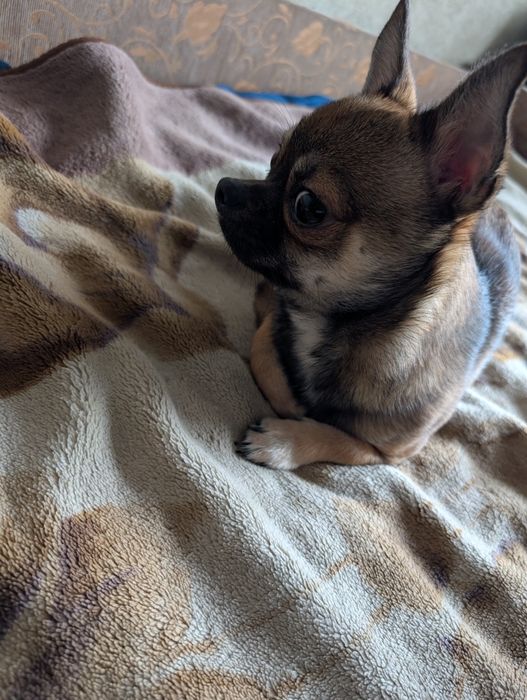 Замечательный мальчик чихуахуа