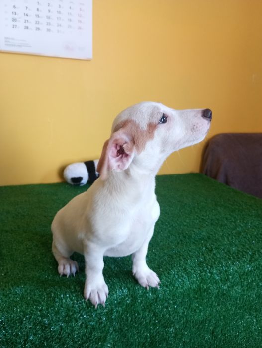 Ostatni Piesek Jack Russell terrier