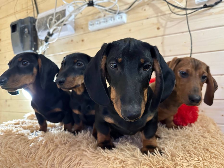 Цуценята гладкошерстної такси з документами/ гладкошерстная такса