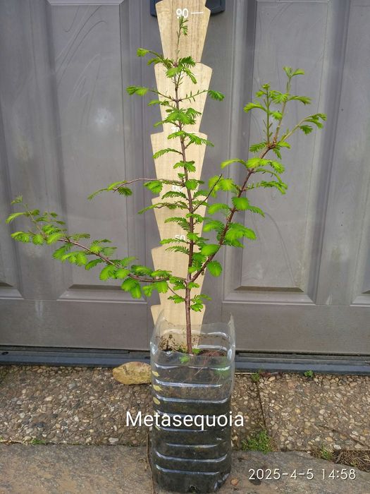 Arvores de Frutos (Tropicais, Sub-tropicais, Raras e de Coleçao