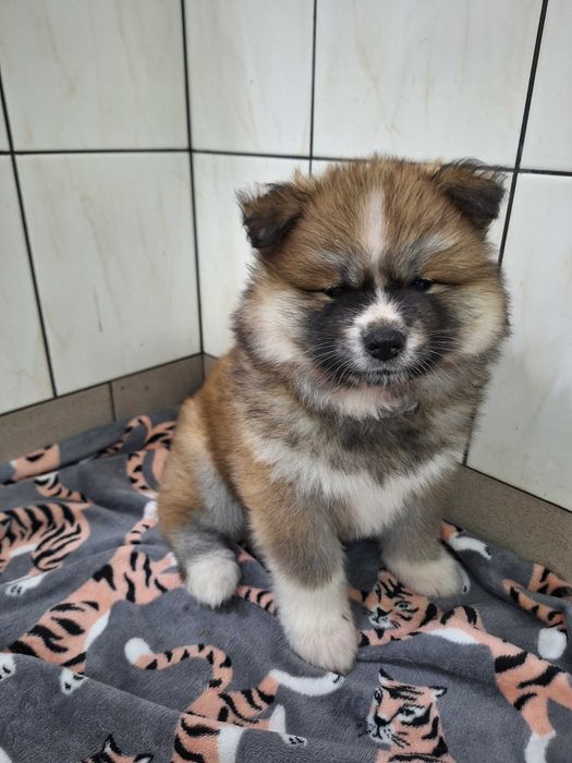 Akita inu szczeniak suczka