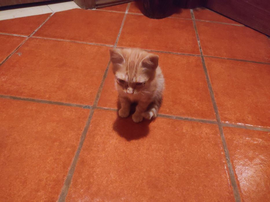 Gato bebé para adoção