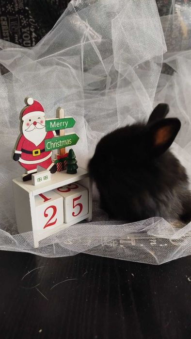 Кролики декоративні