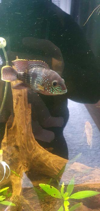 akara pomaranczowopletwa