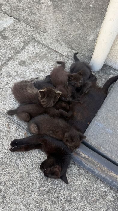 Gatinhos bebés para adoção