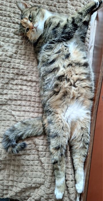 Кішка стерилізована