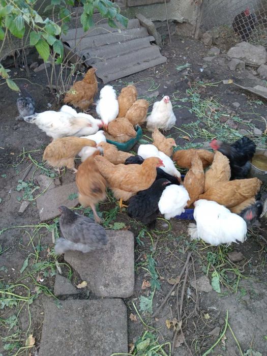 Карликові кохінхіни