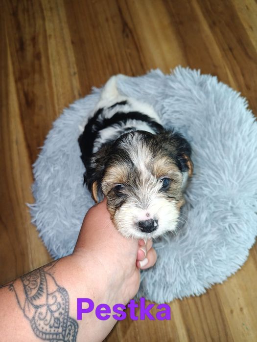 Yorkshire Terrier Biewer dziewczynka suczka śliczna York