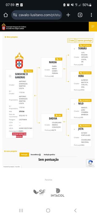 Egua Puro sangue lusitano