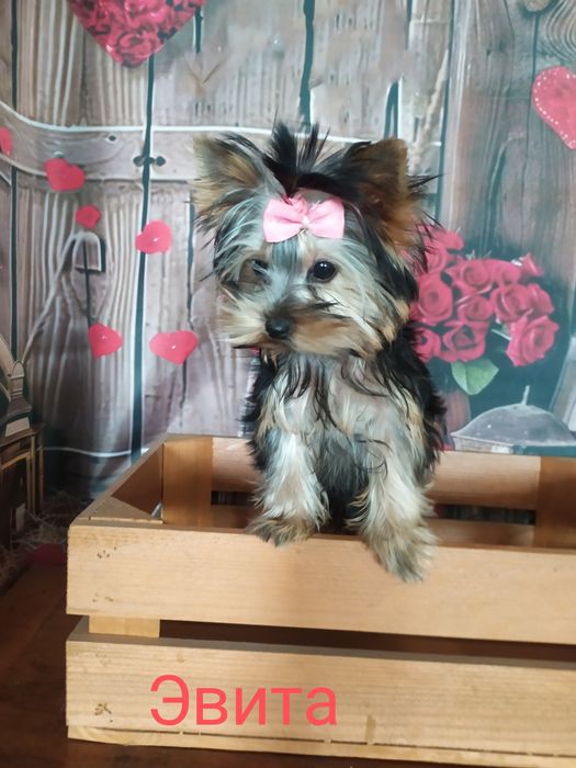 мини Йорк девочка  3,5 мес.