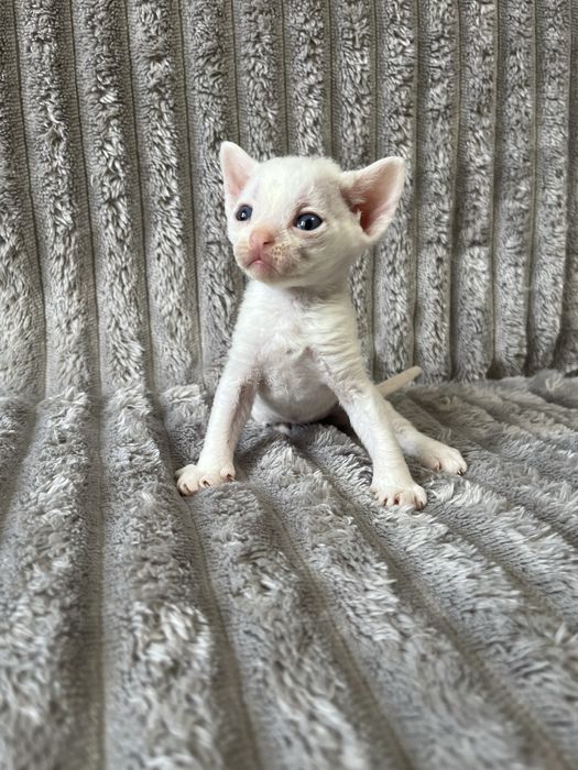 Кошенята Девон рекс
