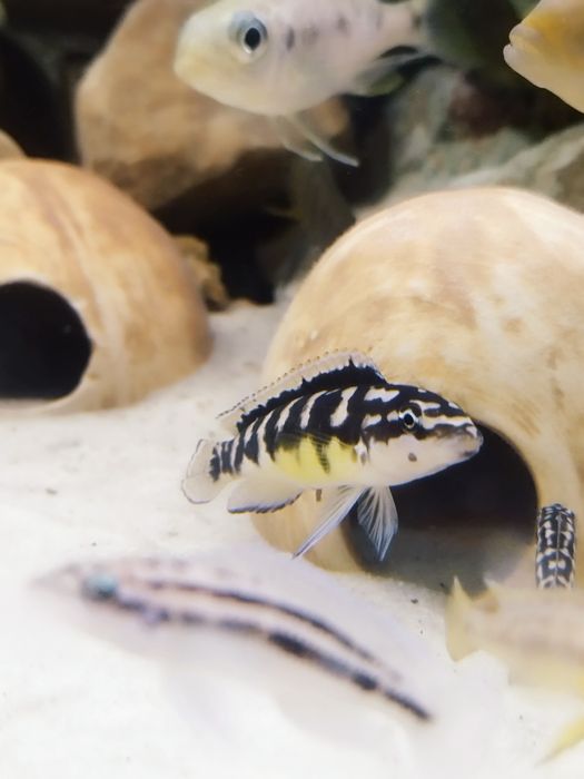 Julidochromis transcriptus kissi tanganika
