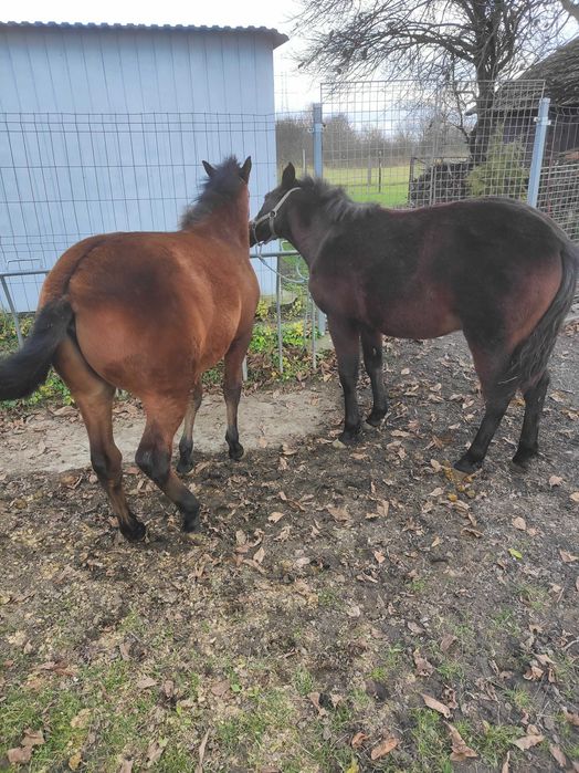 Ogierki huculskie,hucuły