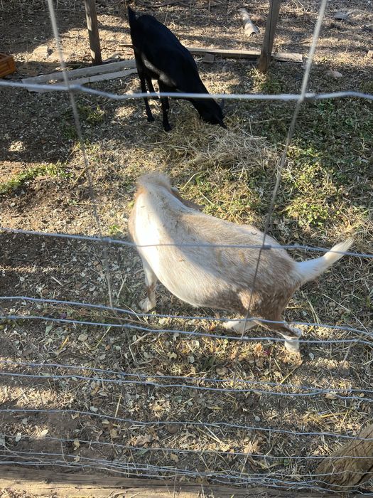 2 cabras e 1 bode