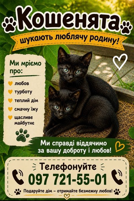 Кошенята шукають люблячу  родину
