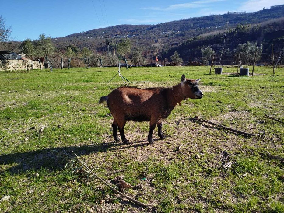 Cabra e Cabrito Anões