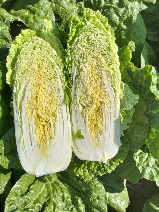 Продам пекінську капусту