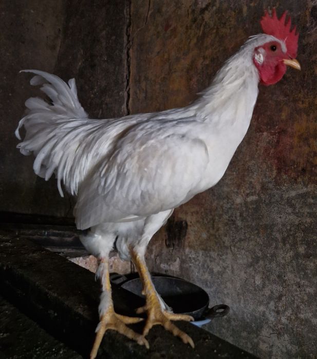 Frangos troco por frangas ou pintos fêmea  ou por saca comida  Arredores E Faro ligue pra mim sffs