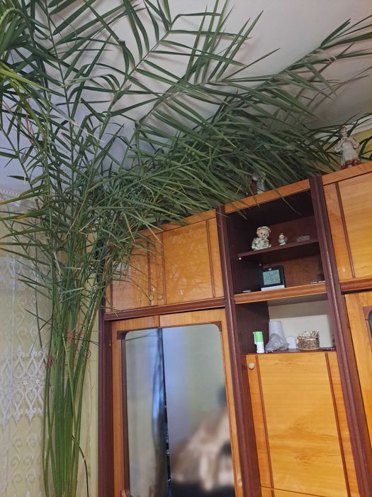 Фінік Фінікова пальма