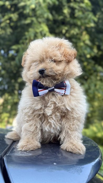 Мальтіпу дітлохи хлопці