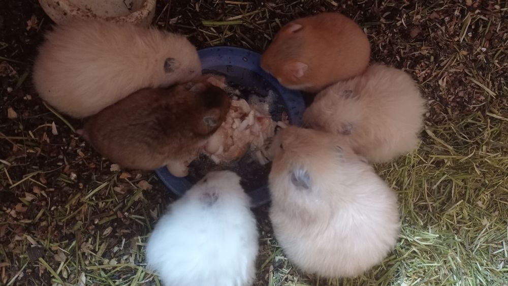 Королівські хом'яки,гризуни.