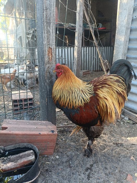 Dois Galos Brahma Perdiz